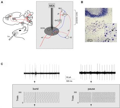 Long-Lasting Response Changes in Deep Cerebellar Nuclei in vivo Correlate With Low-Frequency Oscillations